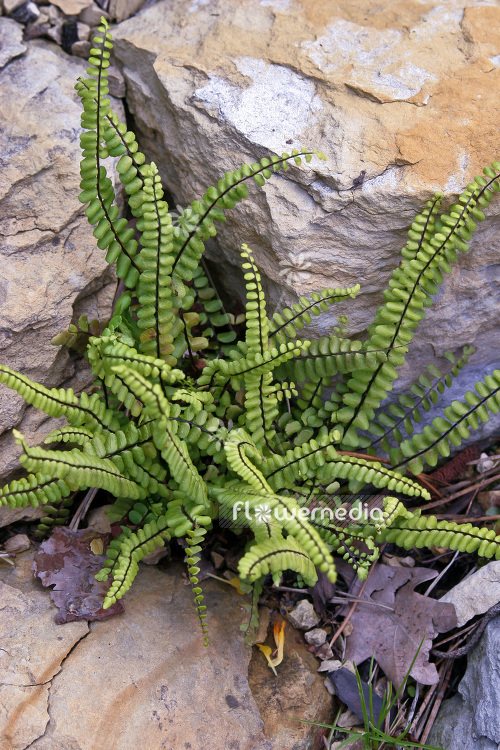 Asplenium trichomanes 'Ramocristatum' - Maidenhair spleenwort (102574)
