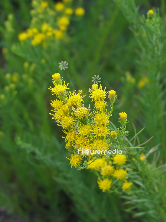 Aster linosyris - Goldilocks aster (100389)