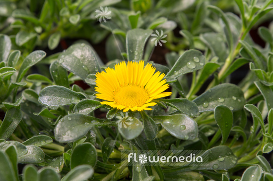 Asteriscus maritimus (109733)