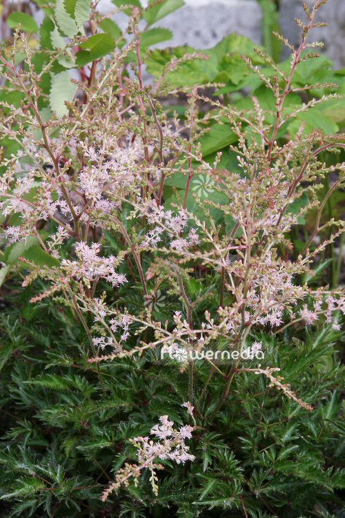 Astilbe simplicifolia 'Sprite' - Dwarf astilbe (102611)