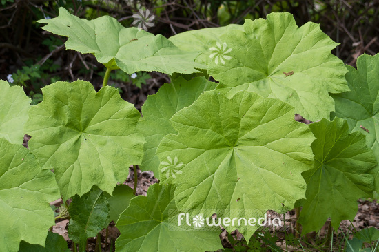 Astilboides tabularis - Common astilboides (102621)