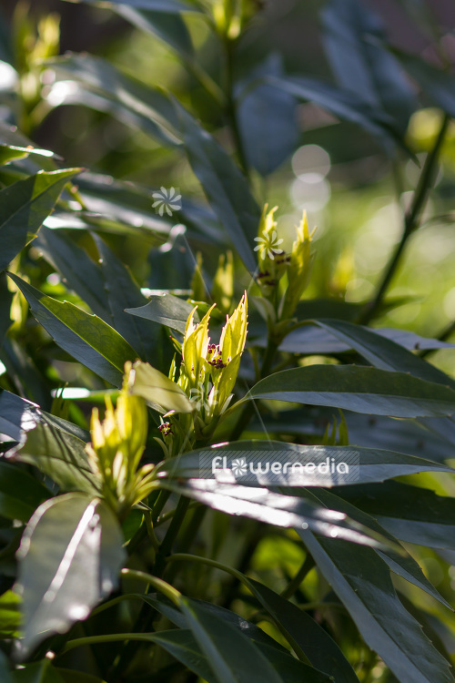 Aucuba japonica - Spotted laurel (102663)