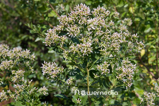 Baccharis halimifolia - Groundsel tree (102674)