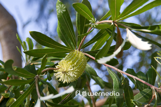 Banksia integrifolia - Coast Banksia (102676)