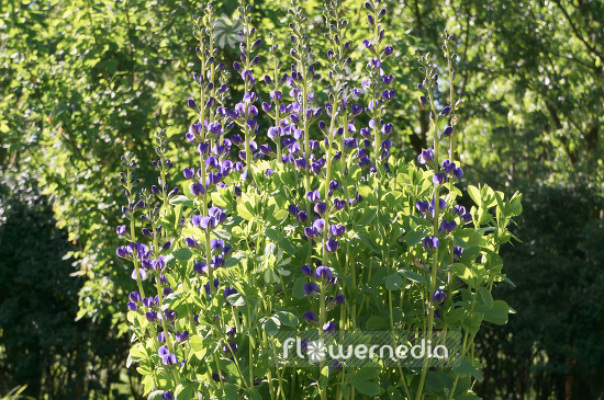 Baptisia australis - False blue indigo (102678)