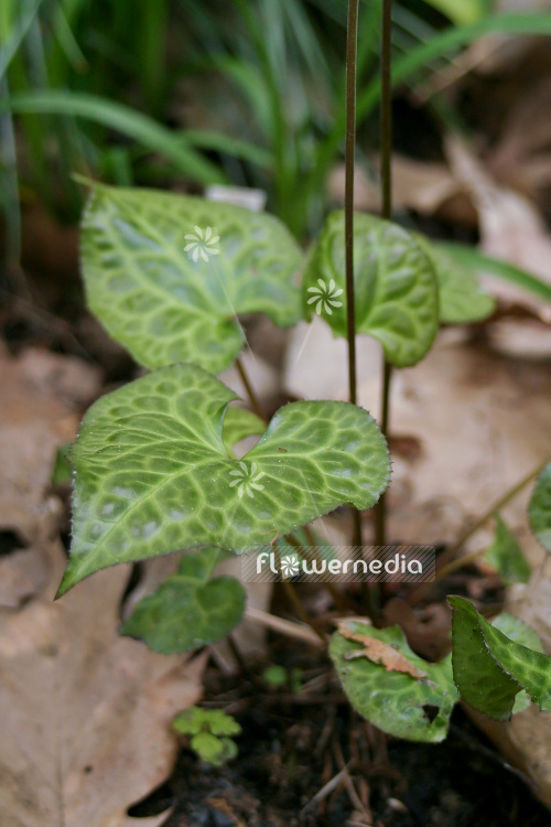 Beesia calthifolia (102680)