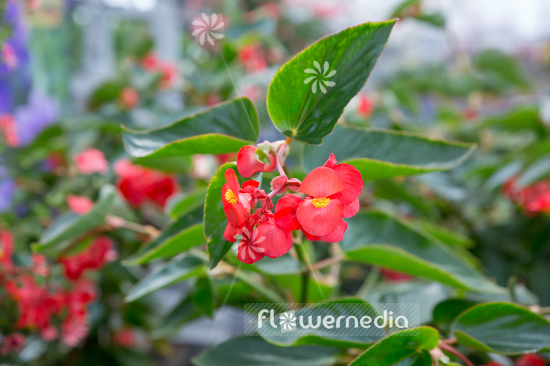 Begonia 'Dragon Wing Red' - Begonia (109772)