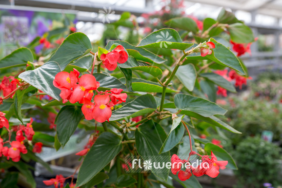 Begonia 'Dragon Wing Red' - Begonia (109773)