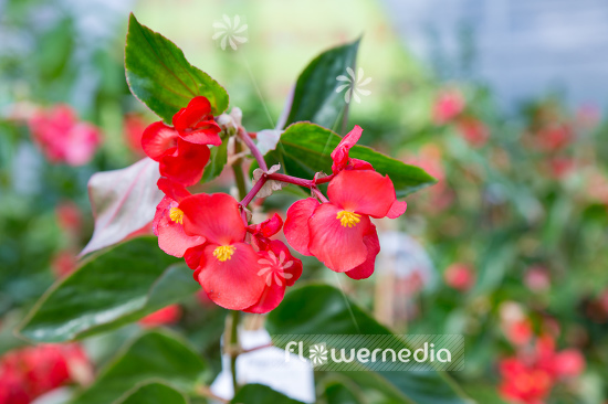 Begonia 'Dragon Wing Red' - Begonia (109774)