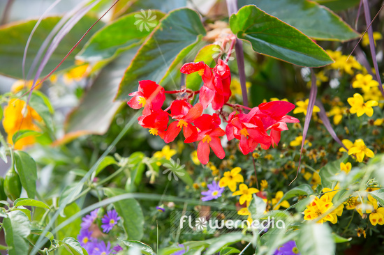 Begonia 'Dragon Wing Red' - Begonia (109775)