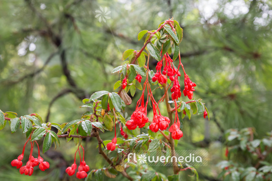 Begonia fuchsioides - Fuchsia begonia (109781)