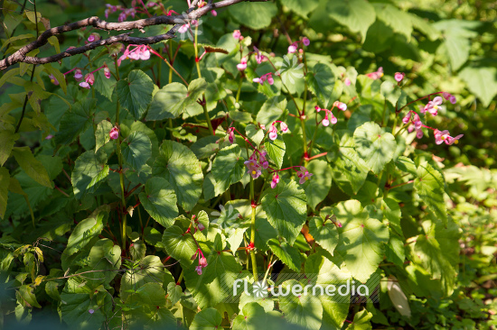 Begonia grandis var. evansiana - Begonia (109784)