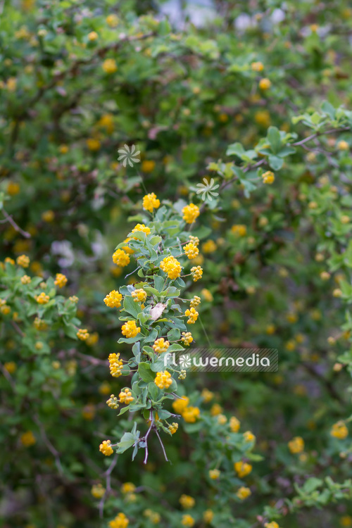 Berberis congestiflora - Barberry (102682)