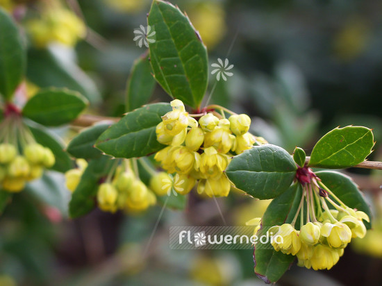 Berberis julianae - Wintergreen barberry (100456)