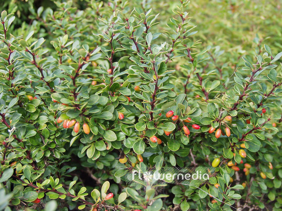 Berberis thunbergii 'Kobold' - Japanese barberry (100461)