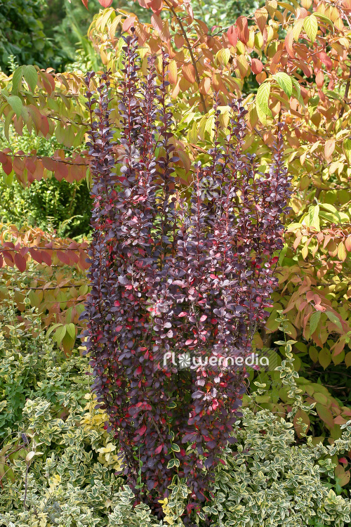 Berberis thunbergii 'Red Pillar' - Japanese barberry (102692)