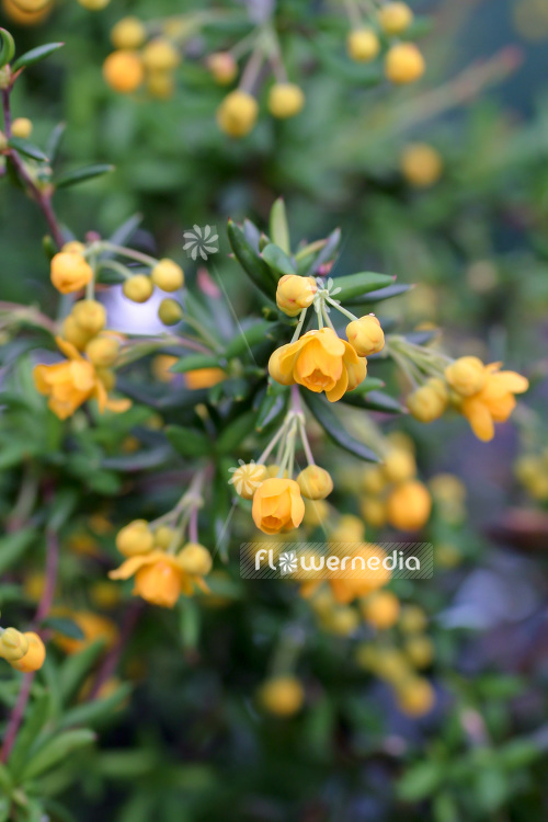 Berberis x stenophylla - Golden barberry (102693)