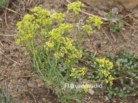 Biscutella laevigata - Buckler mustard (100468)