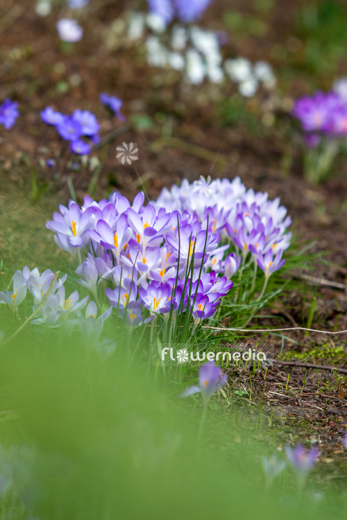 Blooming crocuses in flowerbed (106131)