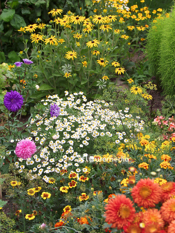 Blooming flower bed (100745)