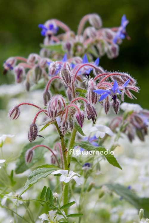 Borago officinalis - Borage (106825)