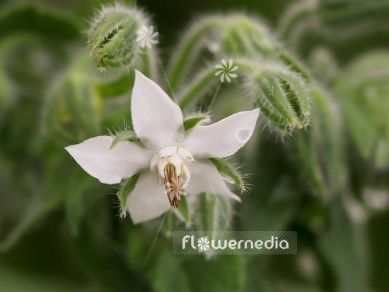 Borago officinalis 'Alba' - White-flowered borage (100477)