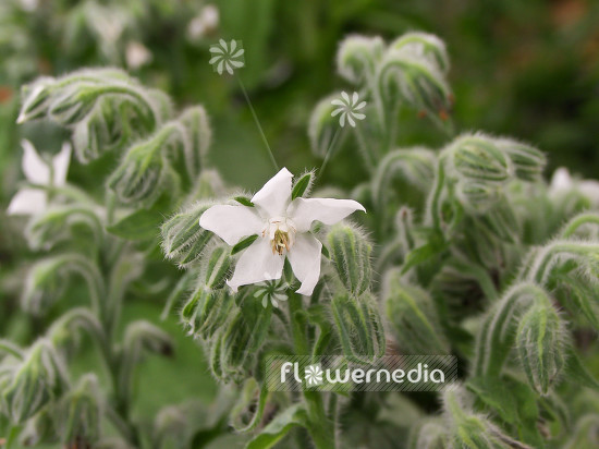 Borago officinalis 'Alba' - White-flowered borage (100478)