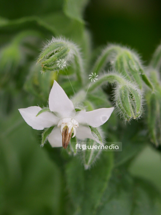 Borago officinalis 'Alba' - White-flowered borage (106692)