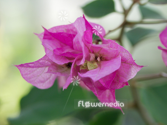 Bougainvillea glabra - Paper flower (113133)