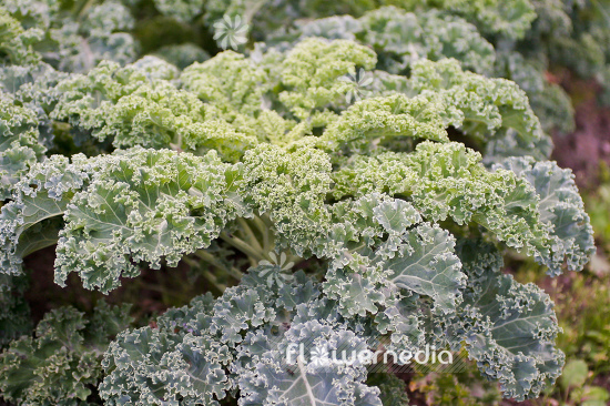 Brassica oleracea var. sabellica - Kale (105322)