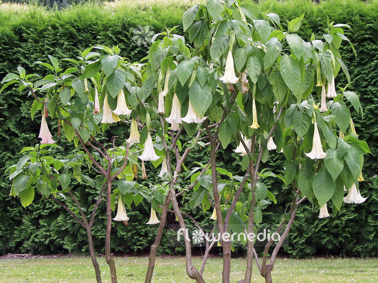 Brugmansia arborea - Angel's trumpet (100485)