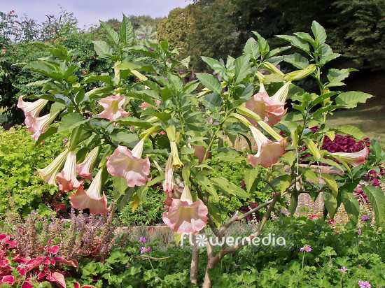 Brugmansia sanguinea - Red angel's trumpet (100487)