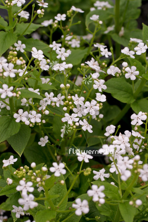 Brunnera macrophylla 'Betty Bowring' - White-flowered siberian bugloss (102743)