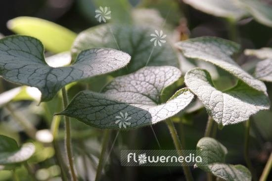 Brunnera macrophylla 'Jack Frost' - Siberian bugloss (102760)