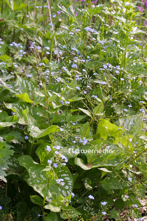 Brunnera macrophylla 'Langtrees' - Siberian bugloss (102762)