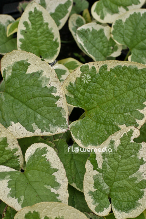 Brunnera macrophylla 'Variegata' - Siberian bugloss (102763)
