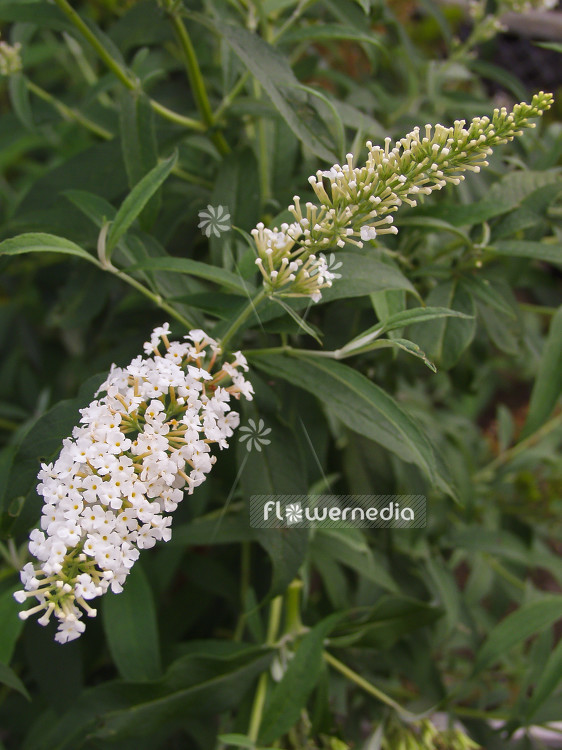 Buddleja davidii 'Dart's Ornamental White' - Butterfly bush (100491)