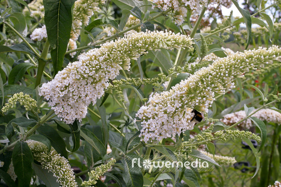 Buddleja davidii 'Dart's Ornamental White' - Butterfly bush (102768)