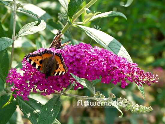 Buddleja davidii 'Dart's Purple Rain' - Butterfly bush (100493)
