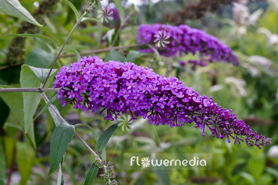 Buddleja davidii 'Dart's Purple Rain' - Butterfly bush (102770)