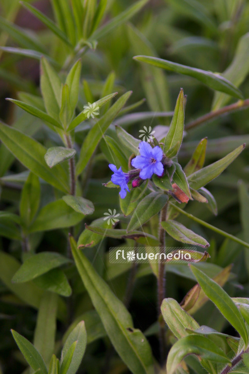 Buglossoides purpurocaerulea - Purple gromwell (102773)