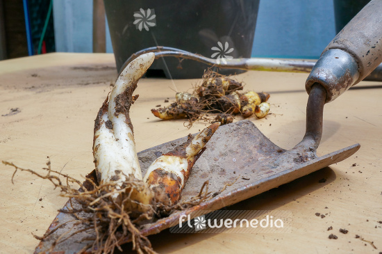 Bulbs of Erythronium (107450)