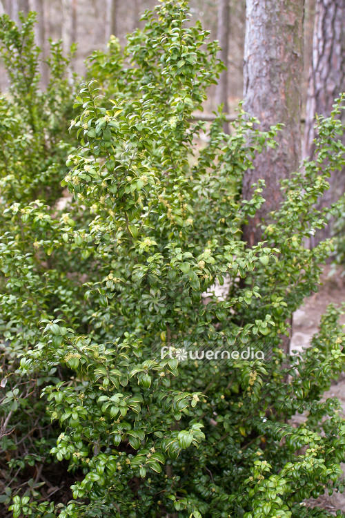 Buxus sempervirens 'Marginata' - Common box (102778)