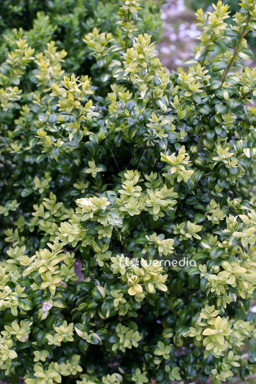 Buxus sempervirens 'Marginata' - Common box (102779)