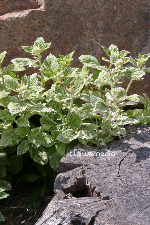 Calamintha grandiflora 'Variegata' - Variegated mint savory (102788)