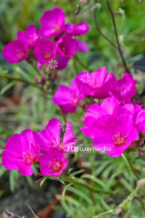 Calandrinia umbellata - Rock purslane (102795)