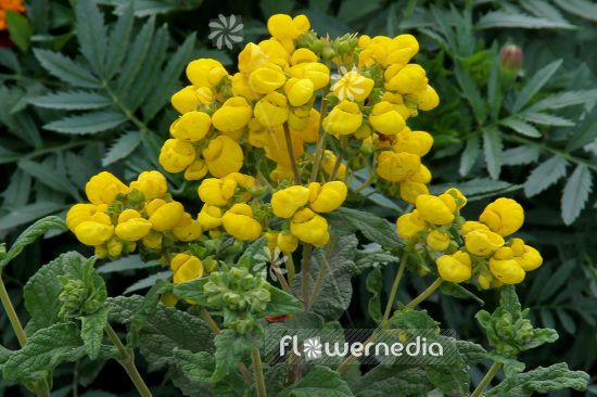 Calceolaria integrifolia - Slipper flower (102797)