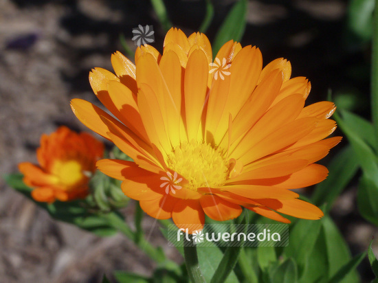 Calendula officinalis - Common marigold (106706)