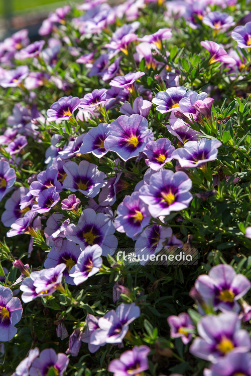 Calibrachoa 'Hula Lavender' - Mini petunia (109916)
