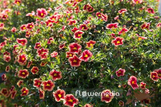 Calibrachoa 'MiniFamous Neo Peach Red Splash' - Mini petunia (109920)